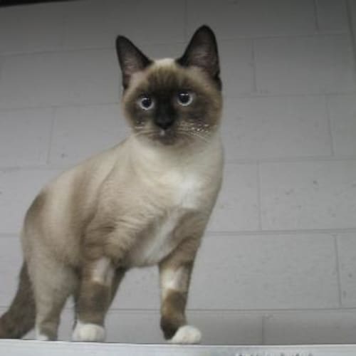 No photo for Tallulah