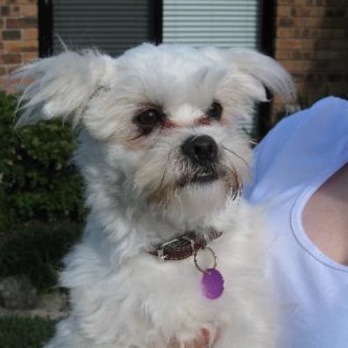 No photo for Marty (On Trial)