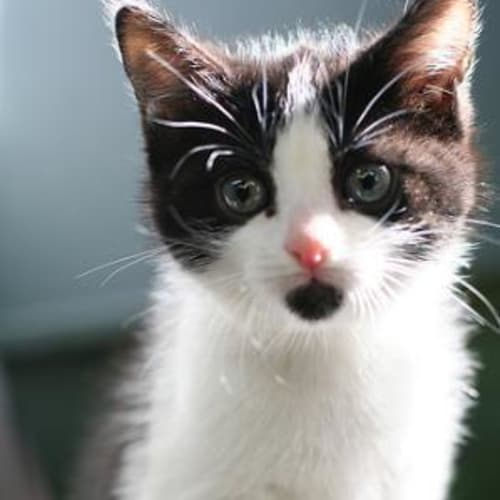 No photo for Nina   **Adopted**