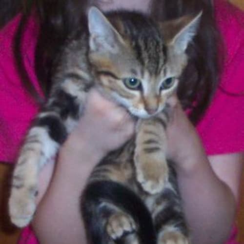 No photo for Hamish ** Adoption Pending**
