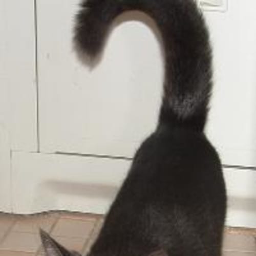 No photo for Pilchard
