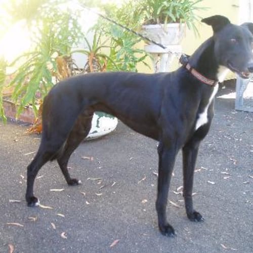 Blackie