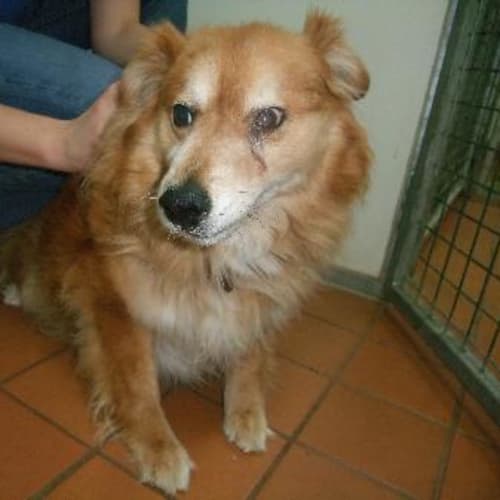 No photo for Desi   A5548