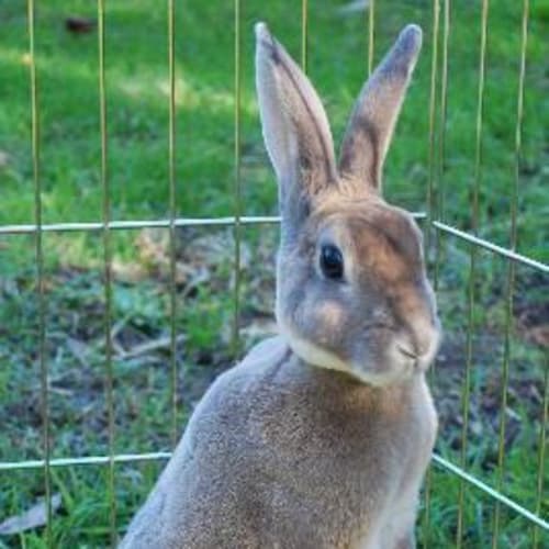Sammy -Mini Rex -On Hold