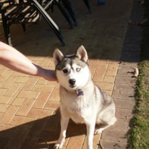No photo for Tess