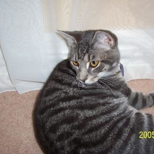 No photo for Butters