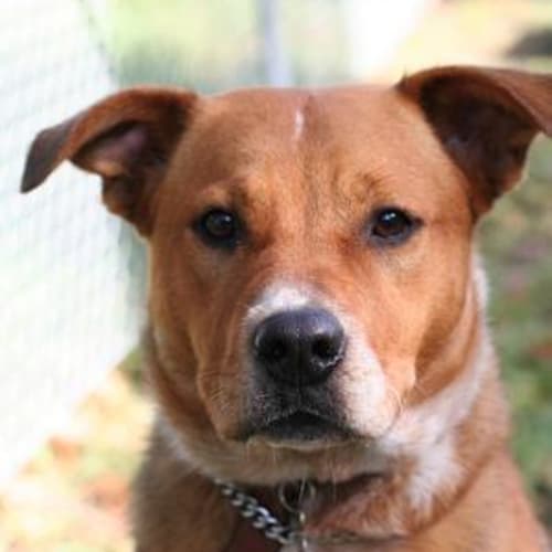 No photo for Holly **Adopted**