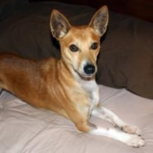 Kobi