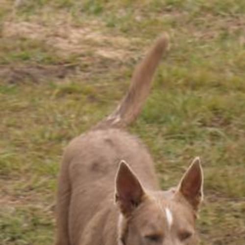Bindi