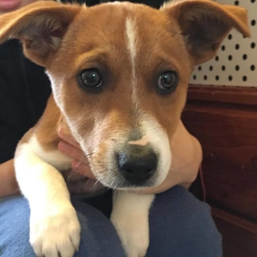 Charlie