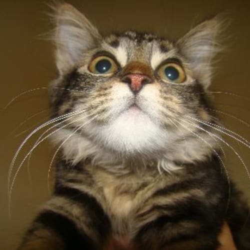 No photo for Mischief