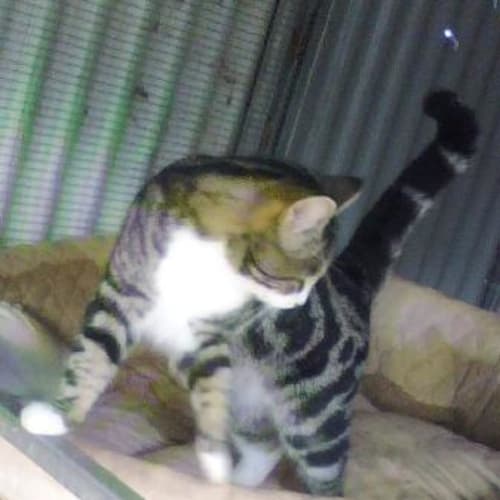 No photo for Socks