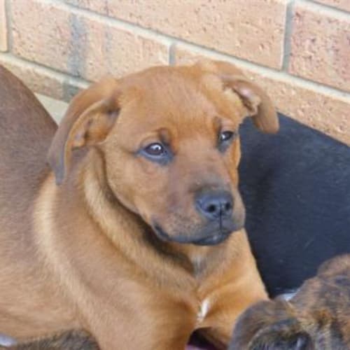 No photo for Ruby  (Adoption Pending)