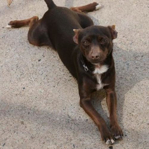 No photo for Mr Toby   On Hold Adoption Pending