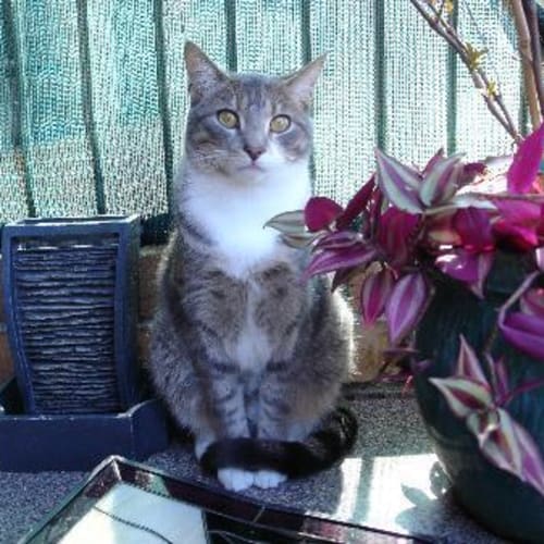 No photo for Urgent Home Needed For Meeka