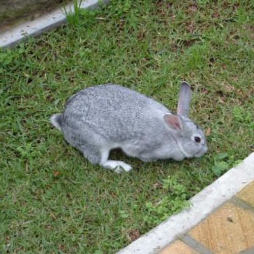 No photo for Leia   American Long Ear X Satin