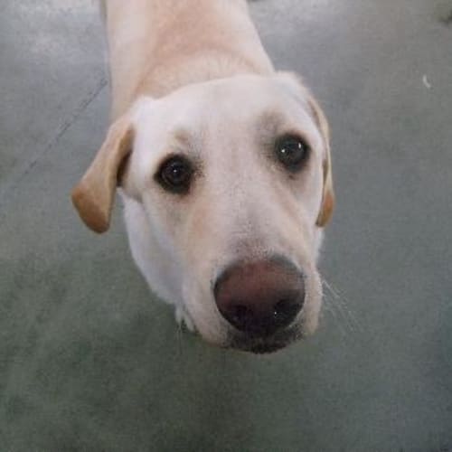 Bruno - A5862
