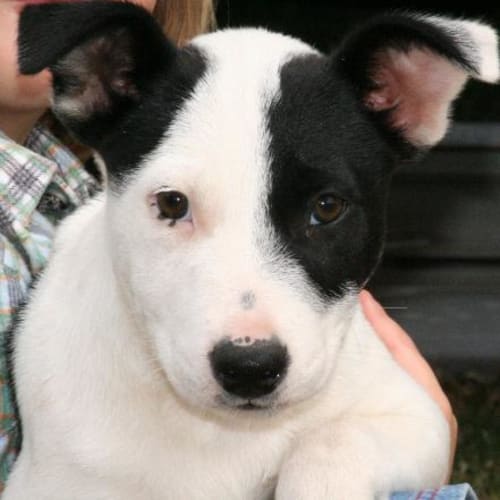 No photo for Bejelle *Adoption Pending*