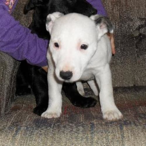 No photo for Lab X Staffy Pup