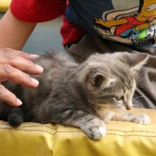 No photo for Fischer Adoption Pending