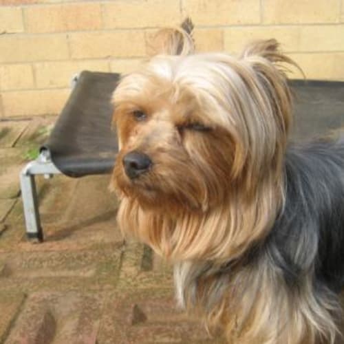 No photo for Gerry   And Bronte *Adopted*