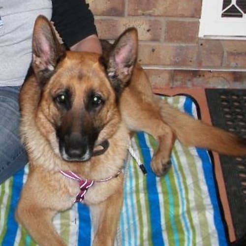 Sasha - On Hold Pending Adoption