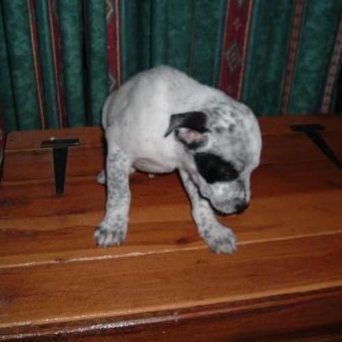 No photo for Hamish