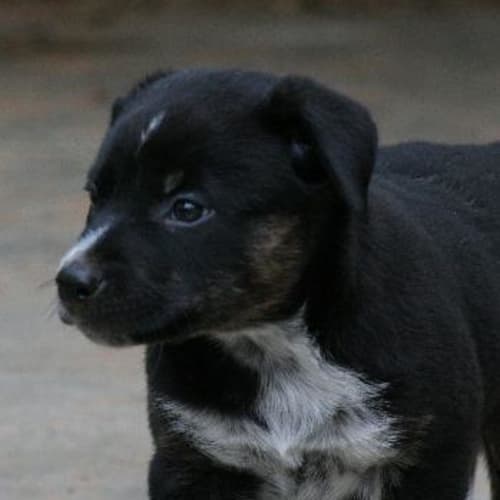 No photo for Bear Adoption Pending