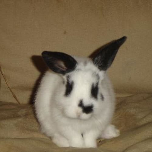 No photo for Mimi