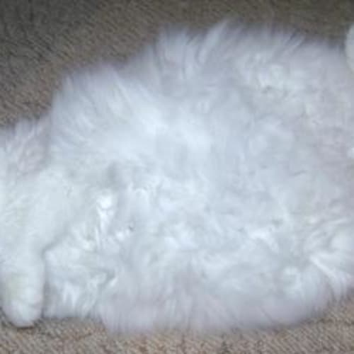 No photo for Flossy