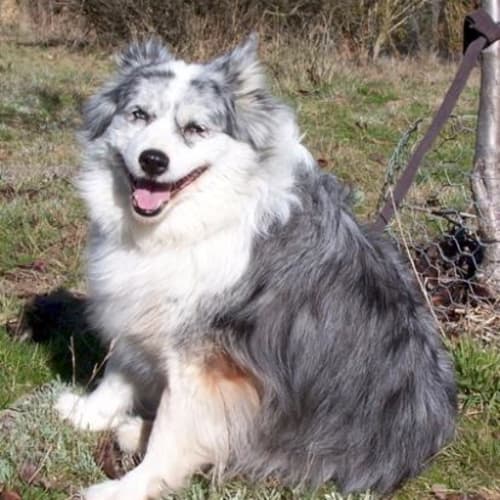 No photo for *Adoption Pending* Princess Tulip