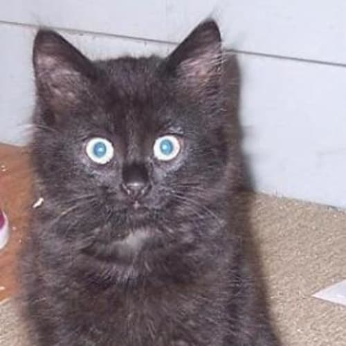 No photo for Blackie