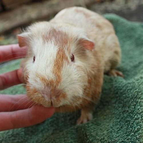 No photo for Rufus!