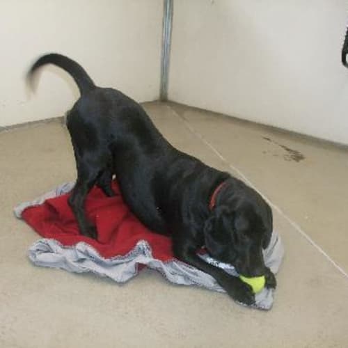 Eddie A5871