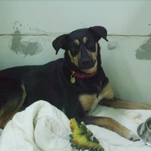 Tia A5613