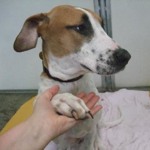 No photo for Candy A5870