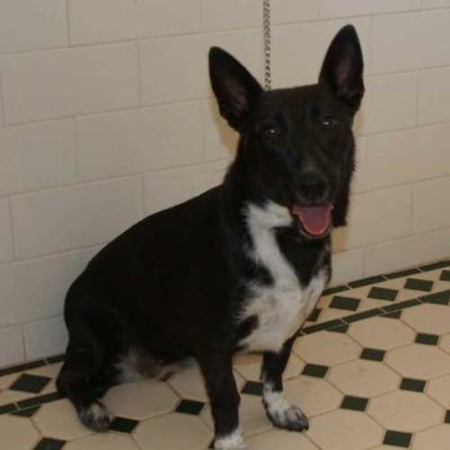 Cassie