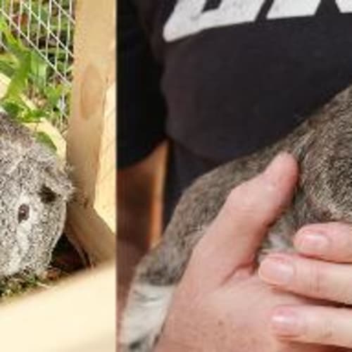 No photo for Cornelius And Conrad!