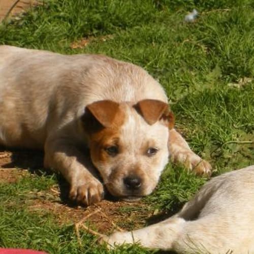 No photo for Corey Adopted