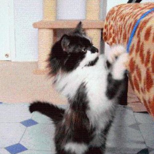 No photo for Adorable Maxine & Matilda
