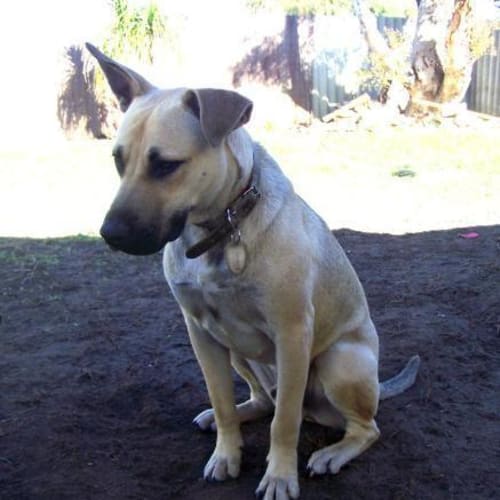 No photo for ** Adoption Pending** Marley
