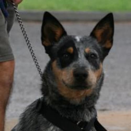 No photo for Kato Adoption Pending