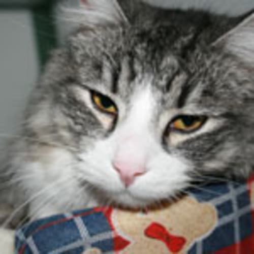 No photo for Monty