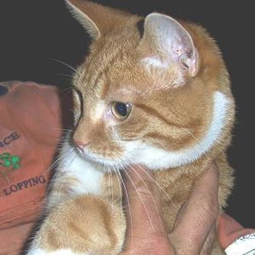 No photo for Toby