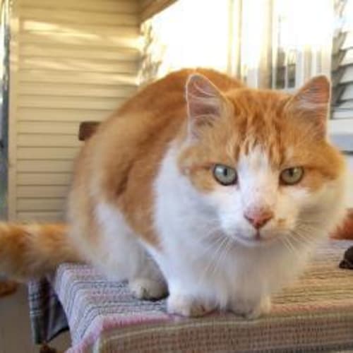 ** Foster Carer Needed ** Buddy