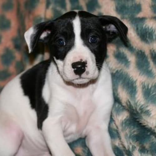 No photo for Daisy **Adopted**