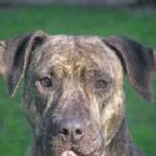 No photo for Jaynee (Private Adoption)