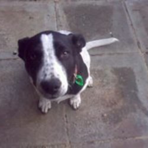 No photo for **Adoption Pending** Scout