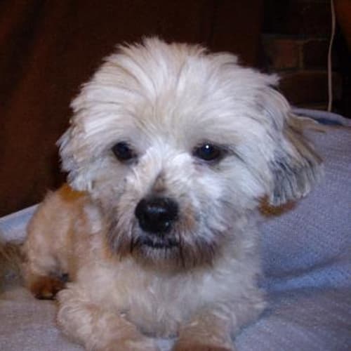 No photo for Harry ( On Hold Adoption Pending)