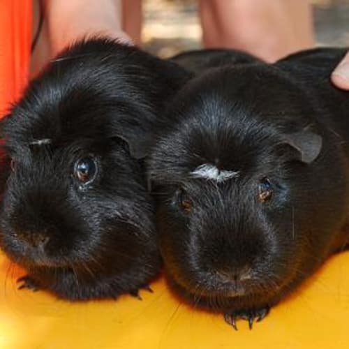 No photo for Candace And Alley The Twins!